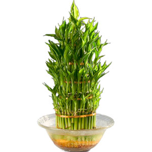 Three Tier Bamboo Plant in Bowl