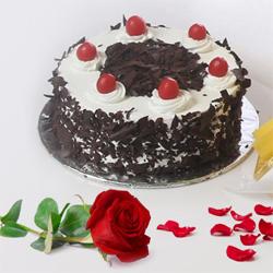 Sumptuous Black Forest Cake and a fresh Red Rose
