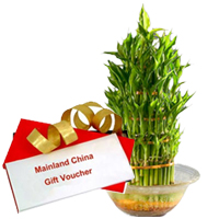 Lucky Bamboo Tree for Fathers Day with Dinner Voucher from Mainland China