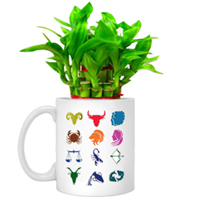 Wonderful Arrangement of Lucky Bamboo in Sunsign Mug