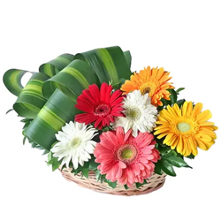 Classic Arrangement of Majestic 30 Mixed Colorful Gerbera with Lots of Love
