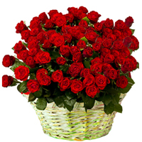 Magnificent Bouquet of 150 Dutch Roses in Red