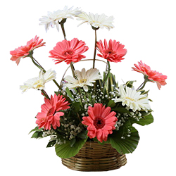 Eye-Catching Arrangement of 15 Mixed Gerberas