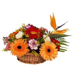 Luxurious Natural Beauty of Mixed Gerberas and Carnations Arrangement