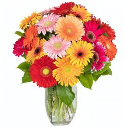 Eye-Catching Mixed Arrangement of 15 Gerberas