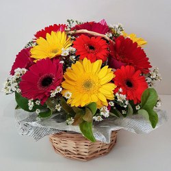 Attractive mixed Gerberas