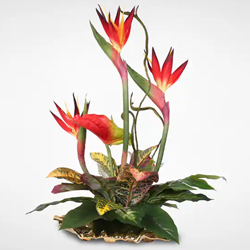 Passionate Birds of Paradise and Anthuriums Arrangement with Romantic Thrill