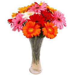 Clustered One Dozen Gerberas with Decorative Vase