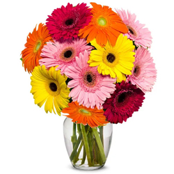 Attractive Mixed Gerberas in a Glass Vase