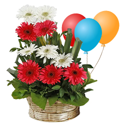 Passionate Bouquet of Mixed Gerberas and Balloons