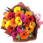Blossoming Bunch of Gerberas in Attractive Colours