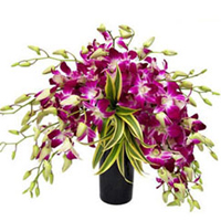 Precious 12 Orchids Composition in Glass Vase