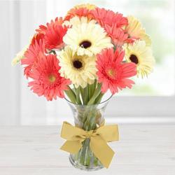 Delicate Dazzle Gerbera Collection