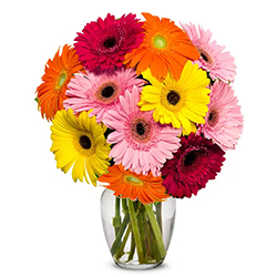 Dynamic Glory Gerbera Bundle