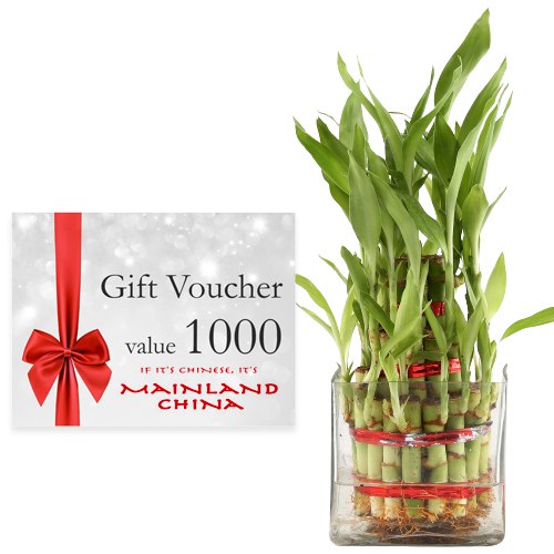 Buy Bamboo Plant to Gift Online, Combo Pack of Bamboo Plants for Green Gifts  - GreeenDecor