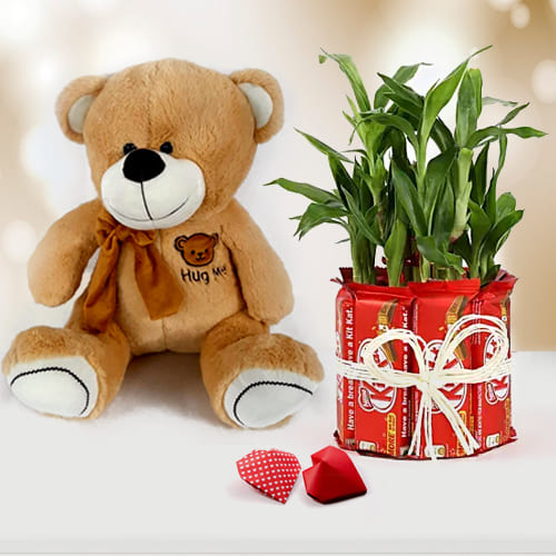 Wonderful Teddy with Chocolate n Lucky Bamboo Plant