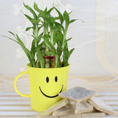 Delicious Kaju Katli with Lucky Bamboo Plant in a Smiley Container