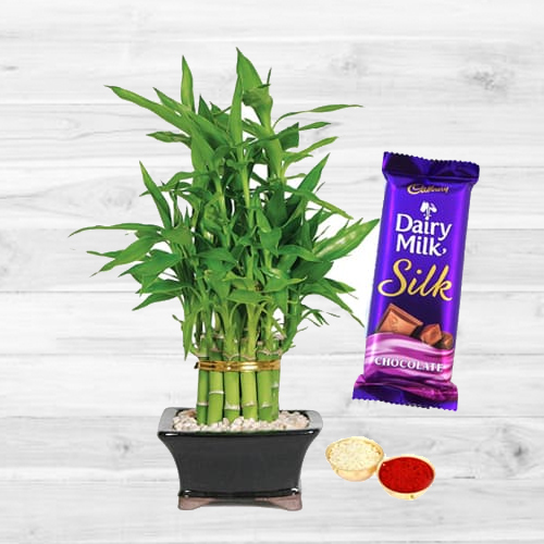 Exclusive Bamboo Plant N Cadbury Silk