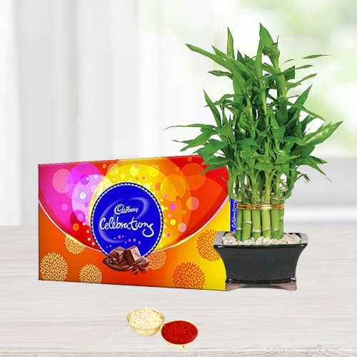 Yummy Cadbury celebrations N Bamboo Plant