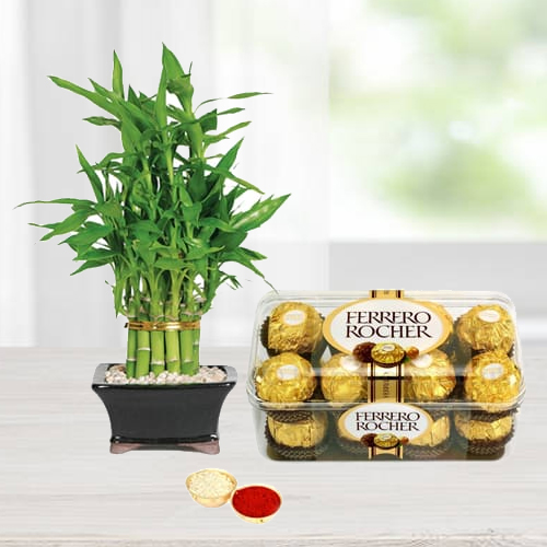 Delectable Ferrero Rocher Chocos N Bamboo Plant