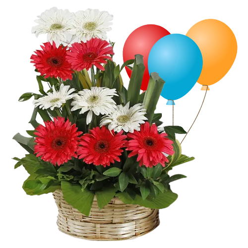 Special Mixed Gerberas Arrangement with Balloons