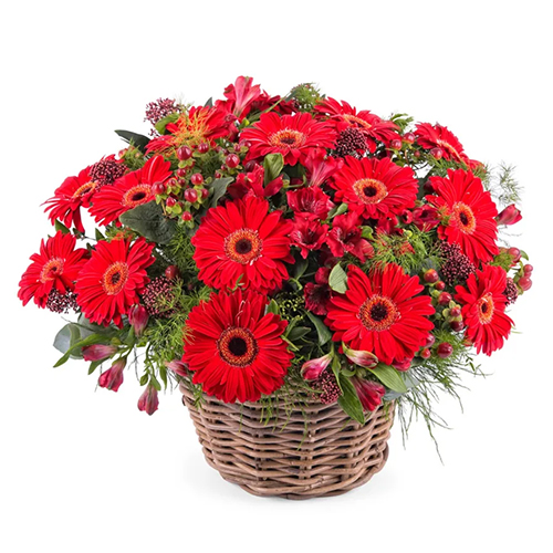 Amazing Red Gerberas Arrangement