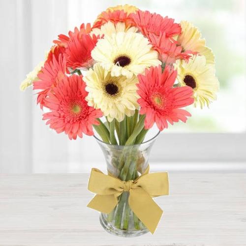 Blooming Pink N White Gerberas in a Vase