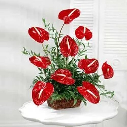 Stunning Red Anthodium Arrangement