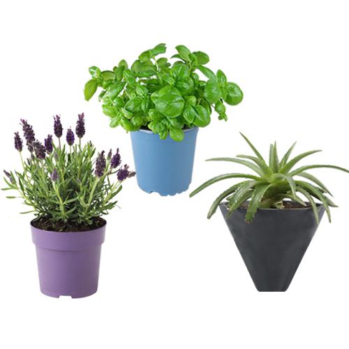 Beautiful Set of 3 Good Luck Plant