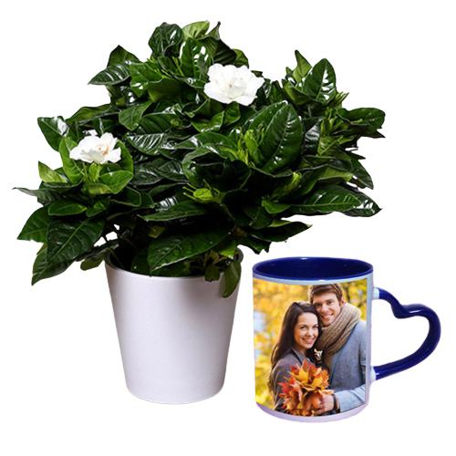Gift Gardening Jasmine Plant in Personalize Mug Combo