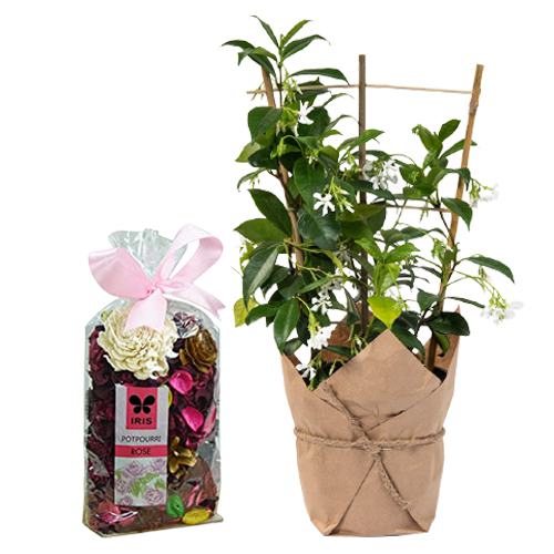 Jute Wrap Jasmine Plant n Potpourri Combination