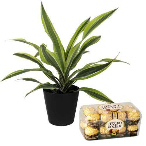 Air Purifying Warneck Dracaena n Ferrero Rocher Chocolate Splurge