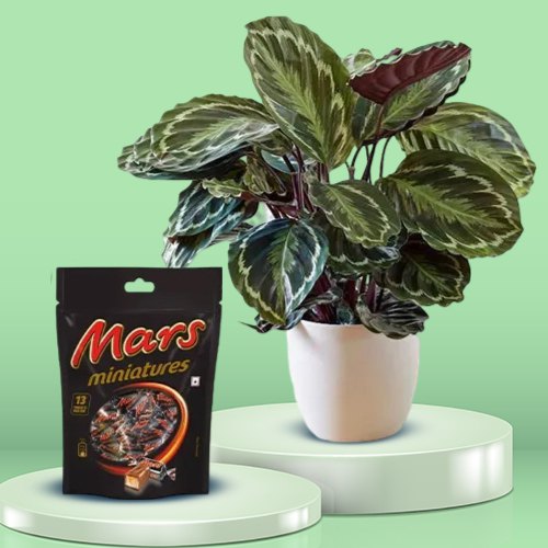 Fantastic Calathea Plant with Chocolaty Treat