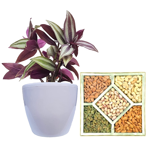 Aesthetic Pair of Wandering Jew Plant N Assorted Dry Fruit