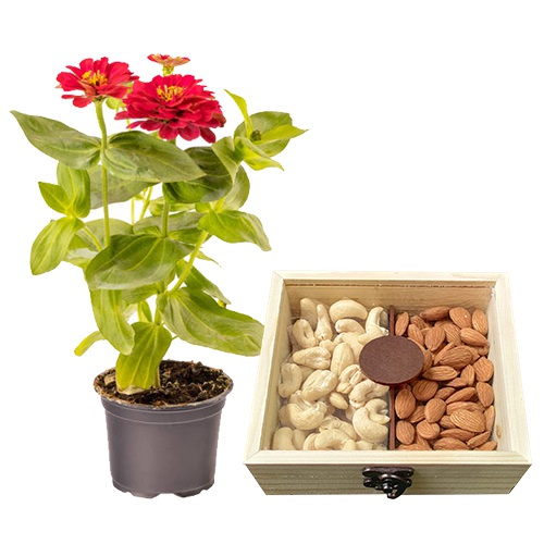 Colorful Zinnia Plant N Assorted Dried Fruits Combo