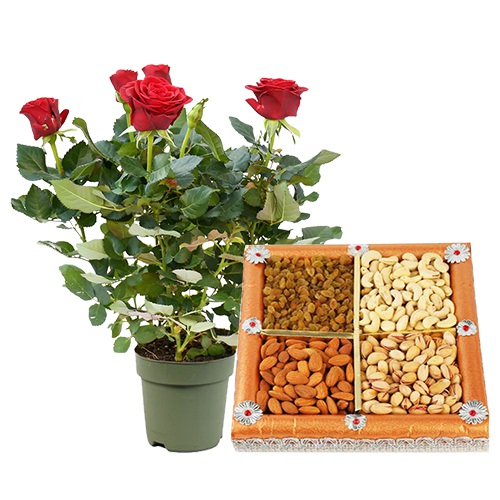 Wonderful Twinning of Rose Plant N Assorted Dry Fruits