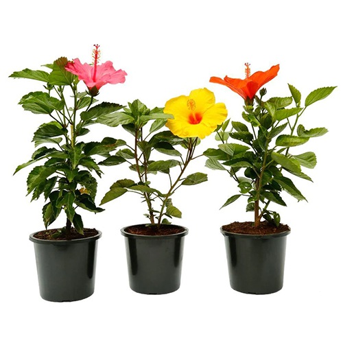 Charming Hibiscus Plants Set