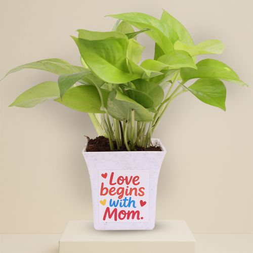 Money Plant Gift for Loving Mom