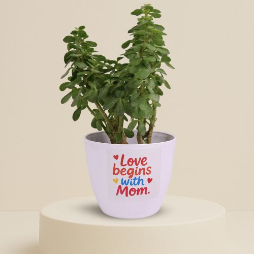 Nurturing Jade Plant in Printed Pot