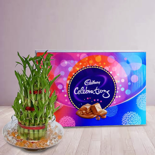 Breathtaking 2 Tier Lucky Bamboo Plant with Cadbury Celebrations Pack