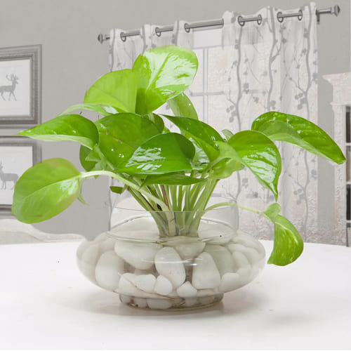 Remarkable Money Plant in Glass Vase