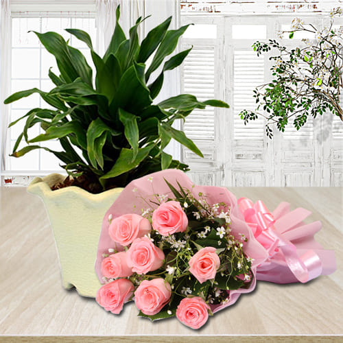 Elegant Pink Rose Bouquet with Dracaena Compacta Plant in Plastic Pot