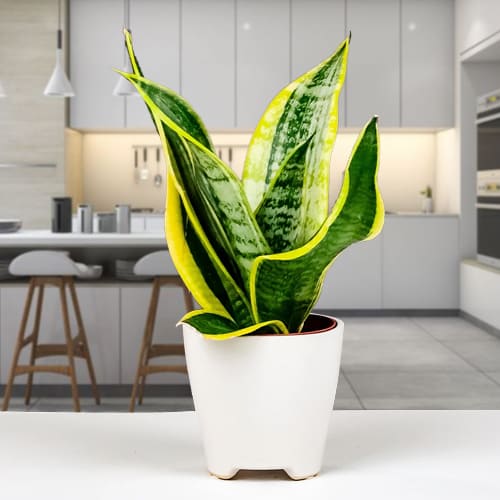 Lovely Snake Plant in a Ceramic Pot