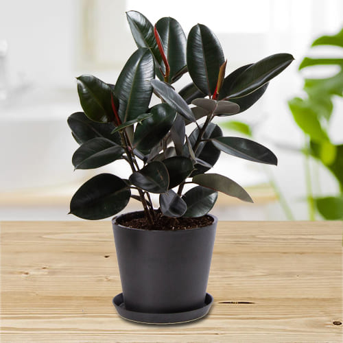 Wonderful Rubber Plant in Plastic Pot