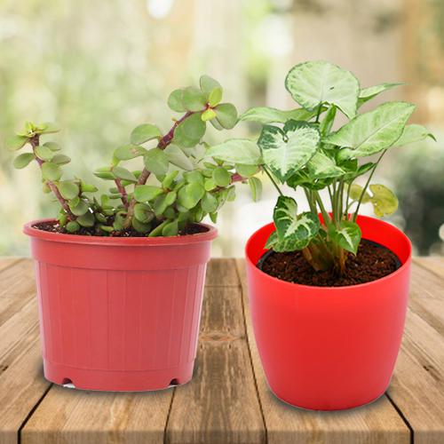 Aesthetic Gift of Indoor Jade Plant N Syngonium Plant in a Pot