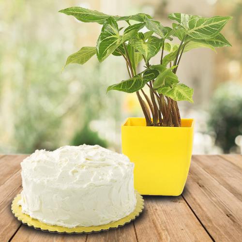 Blossom-Filled Syngonium Plant N Vanilla Cake Combo