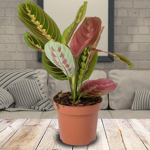 Charming Gift of Indoor Maranta Prayer Plant in a Pot