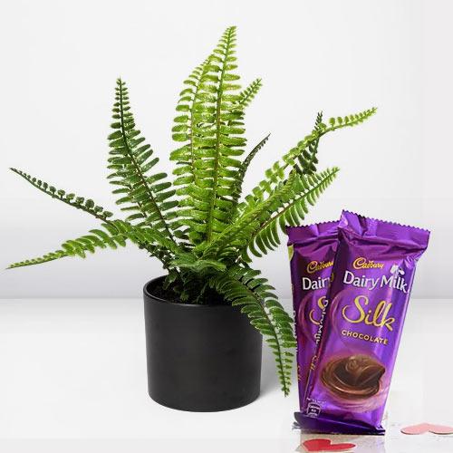 Heavenly Gift of Indoor Bostern Fern with Chocolates