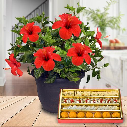 Classic Selection of Hibiscus Plant Pot with Sweets