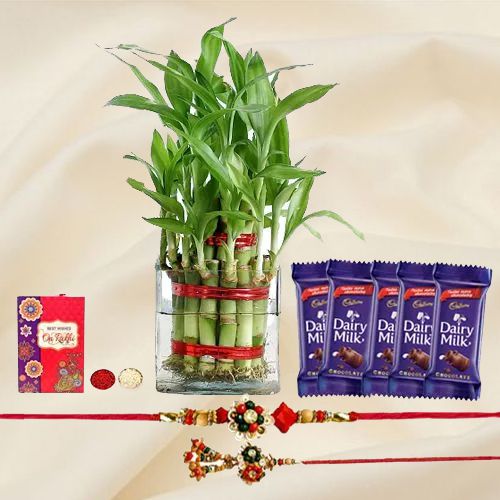 Pious Lumba Rakhi N 2 Tier Lucky Bamboo Plant